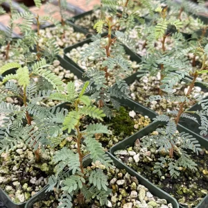 Camel Thorn Tree Live Plant - Acacia Erioloba - 4 inch Pot - Outdoor - Image 4