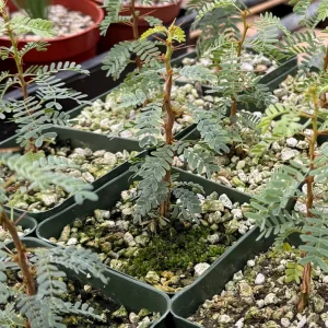 Camel Thorn Tree Live Plant - Acacia Erioloba - 4 inch Pot - Outdoor - Image 5