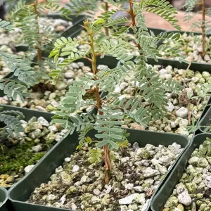 Camel Thorn Tree Live Plant - Acacia Erioloba - 4 inch Pot - Outdoor - Image 6