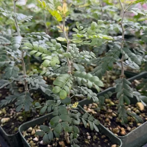 Camel Thorn Tree Live Plant - Acacia Erioloba - 4 inch Pot - Outdoor - Image 7