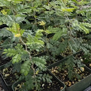 Camel Thorn Tree Live Plant - Acacia Erioloba - 4 inch Pot - Outdoor - Image 8