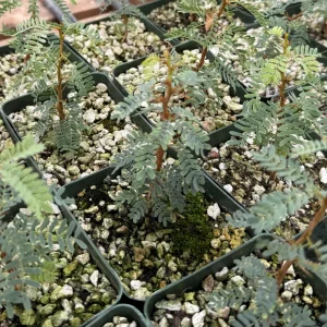Camel Thorn Tree Live Plant - Acacia Erioloba - 4 inch Pot - Outdoor - Image 1