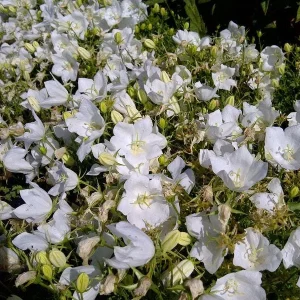 Campanula Carpatica 'White Clips' Live Plant - White Bellflower Perennial - 2.5 inch Pot - Image 1