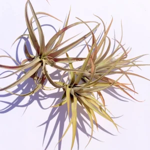 Capitata Peach Air Plant Tillandsia Live Plant 12-16 in Tall Indoor Terrarium - Image 2