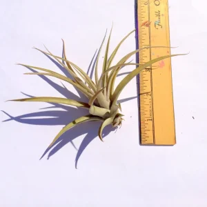 Capitata Peach Air Plant Tillandsia Live Plant 12-16 in Tall Indoor Terrarium - Image 3