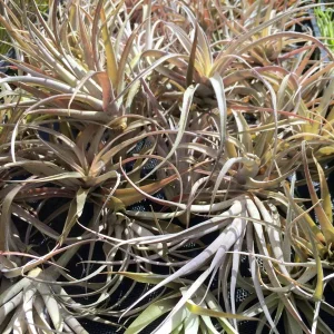 Capitata Peach Air Plant Tillandsia Live Plant 12-16 in Tall Indoor Terrarium - Image 4