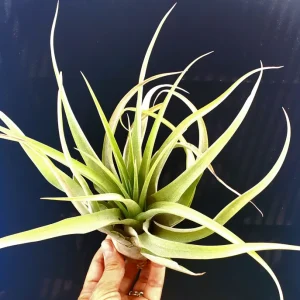 Capitata Peach Air Plant Tillandsia Live Plant 12-16 in Tall Indoor Terrarium - Image 5