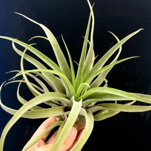 Capitata Peach Air Plant Tillandsia Live Plant 12-16 in Tall Indoor Terrarium - Image 6