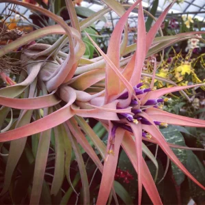 Capitata Peach Air Plant Tillandsia Live Plant 12-16 in Tall Indoor Terrarium - Image 7