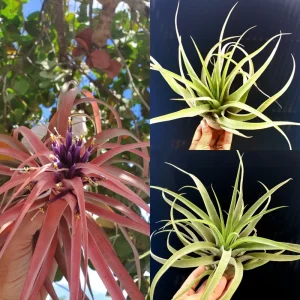 Capitata Peach Air Plant Tillandsia Live Plant 12-16 in Tall Indoor Terrarium - Image 8