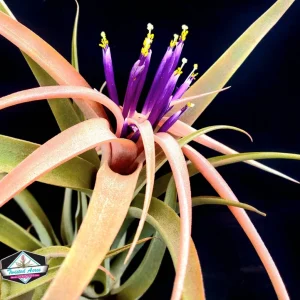 Capitata Peach Air Plant Tillandsia Live Plant 12-16 in Tall Indoor Terrarium - Image 9