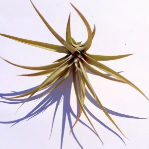 Capitata Peach Air Plant Tillandsia Live Plant 12-16 in Tall Indoor Terrarium - Image 1