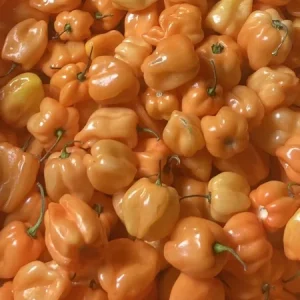 Caribbean Orange Habanero Live Plant - 3 Pack Super Hot Pepper Plants - Image 2