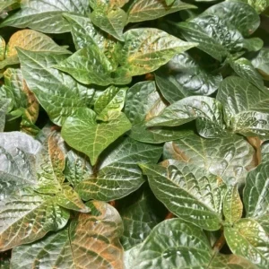Caribbean Red Habanero Super Hot Pepper Live Plants - Set of 3, Red Fruit, Outdoor - Image 1