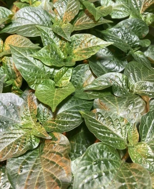 Caribbean Red Habanero Super Hot Pepper Live Plants - Set of 3, Red Fruit, Outdoor - Image 1