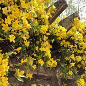 Carolina Jasmine Live Plant – 4 inch Pot – Fragrant Yellow Flowers – Outdoor Vine - Image 2