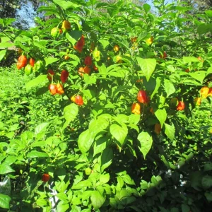 Carolina Reaper Live Plants (3-Pack) – 75+ Days Old Super Hot Pepper Plants - Image 10