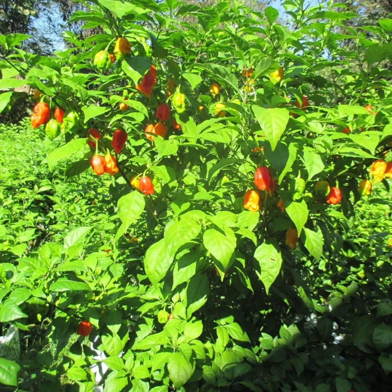 Carolina Reaper Live Plants (3-Pack) – 75+ Days Old Super Hot Pepper Plants - Image 10