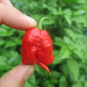 Carolina Reaper Live Plants (3-Pack) – 75+ Days Old Super Hot Pepper Plants - Image 11