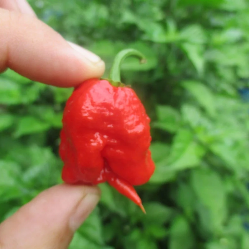 Carolina Reaper Live Plants (3-Pack) – 75+ Days Old Super Hot Pepper Plants - Image 11