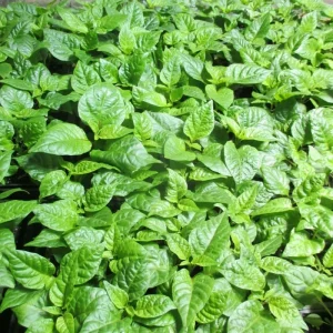Carolina Reaper Live Plants (3-Pack) – 75+ Days Old Super Hot Pepper Plants - Image 2