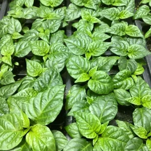 Carolina Reaper Live Plants (3-Pack) – 75+ Days Old Super Hot Pepper Plants - Image 3