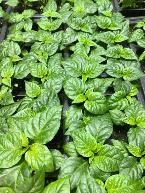 Carolina Reaper Live Plants (3-Pack) – 75+ Days Old Super Hot Pepper Plants - Image 3