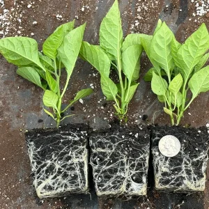 Carolina Reaper Live Plants (3-Pack) – 75+ Days Old Super Hot Pepper Plants - Image 1