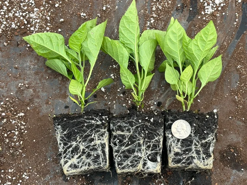 Carolina Reaper Live Plants (3-Pack) – 75+ Days Old Super Hot Pepper Plants - Image 1