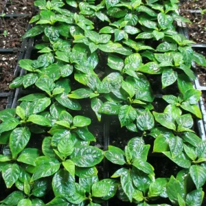 Carolina Reaper Live Plants (3-Pack) – 75+ Days Old Super Hot Pepper Plants - Image 4