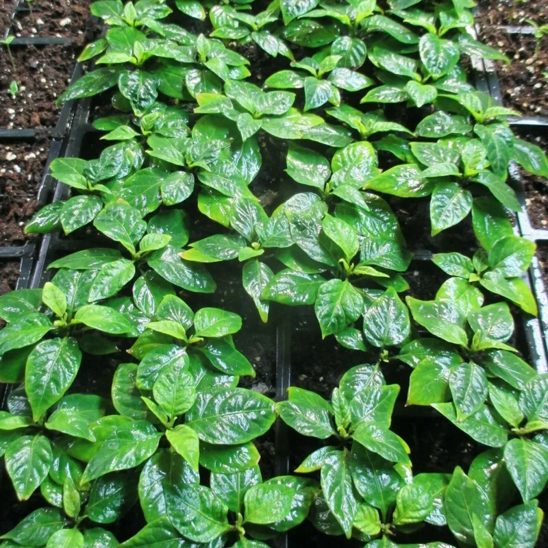 Carolina Reaper Live Plants (3-Pack) – 75+ Days Old Super Hot Pepper Plants - Image 4