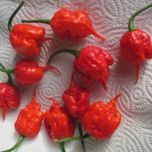 Carolina Reaper Live Plants (3-Pack) – 75+ Days Old Super Hot Pepper Plants - Image 5