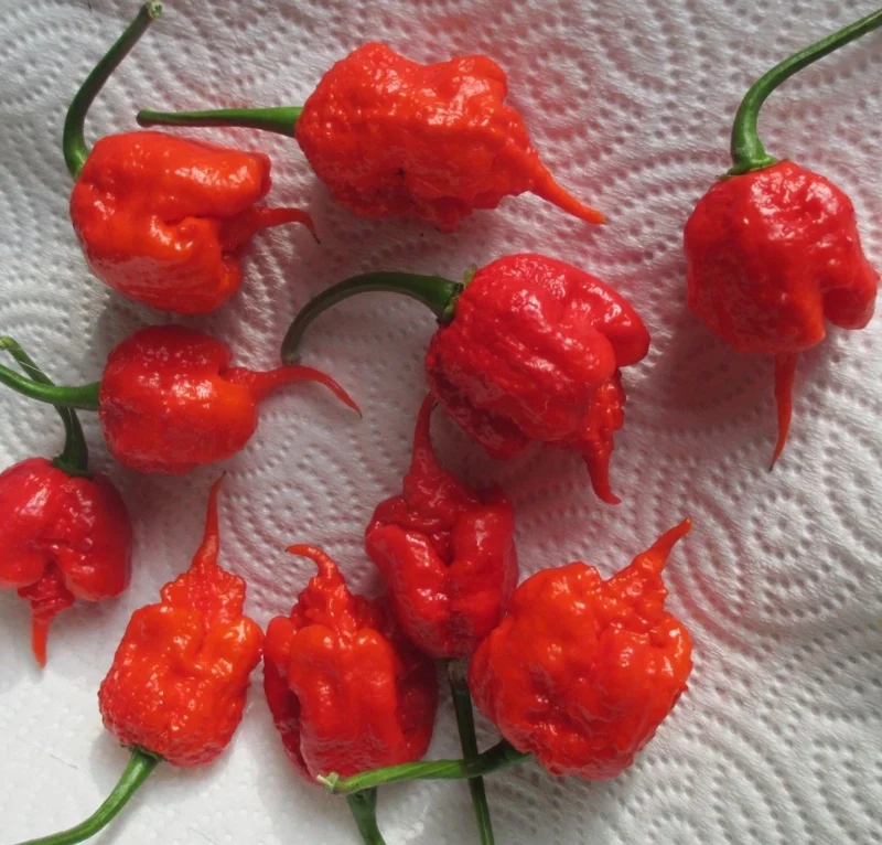 Carolina Reaper Live Plants (3-Pack) – 75+ Days Old Super Hot Pepper Plants - Image 5