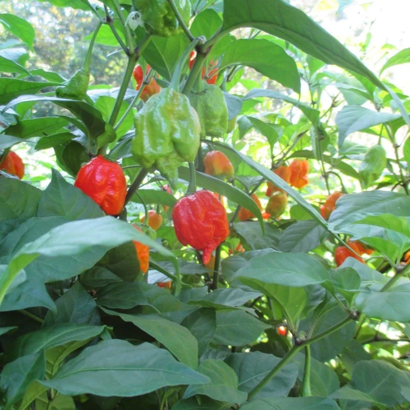 Carolina Reaper Live Plants (3-Pack) – 75+ Days Old Super Hot Pepper Plants - Image 6