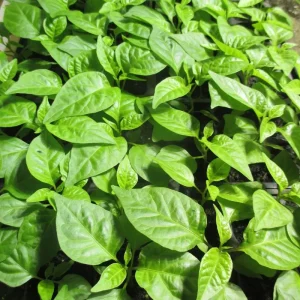 Carolina Reaper Live Plants (3-Pack) – 75+ Days Old Super Hot Pepper Plants - Image 7
