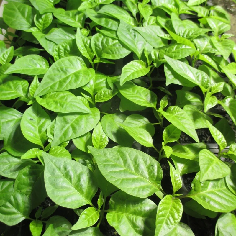 Carolina Reaper Live Plants (3-Pack) – 75+ Days Old Super Hot Pepper Plants - Image 7