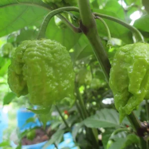 Carolina Reaper Live Plants (3-Pack) – 75+ Days Old Super Hot Pepper Plants - Image 8