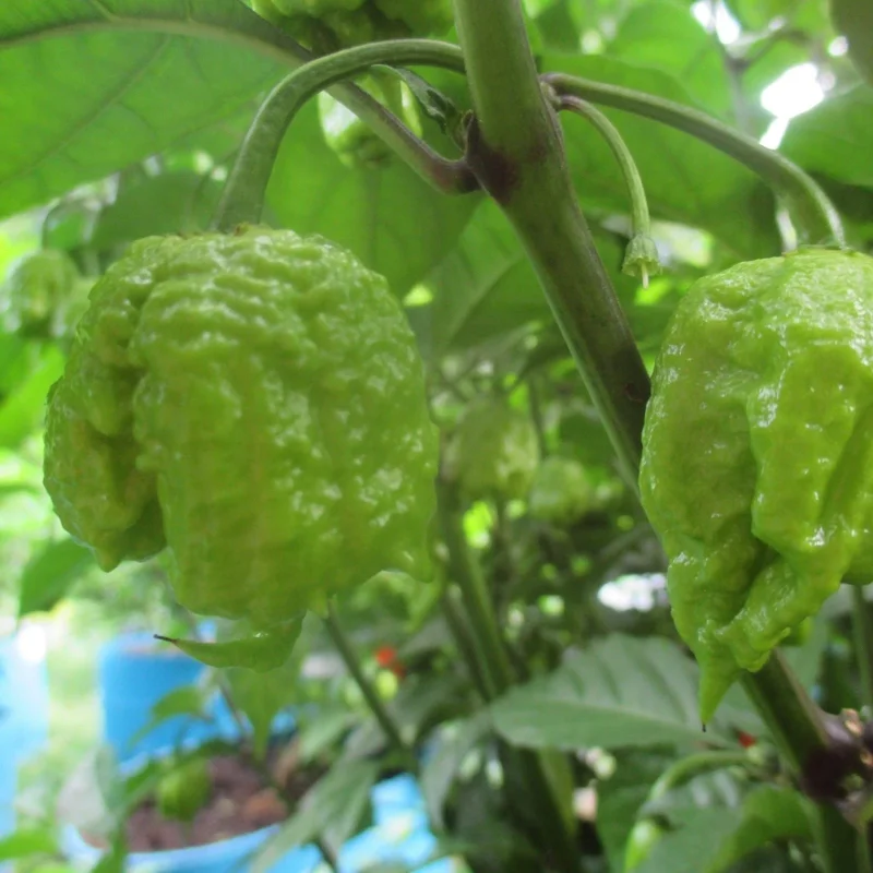 Carolina Reaper Live Plants (3-Pack) – 75+ Days Old Super Hot Pepper Plants - Image 8
