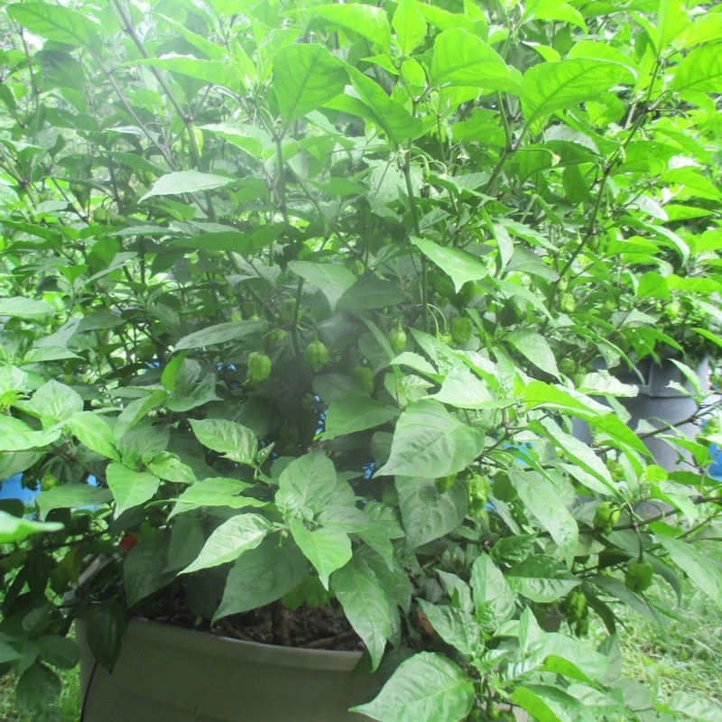 Carolina Reaper Live Plants (3-Pack) – 75+ Days Old Super Hot Pepper Plants - Image 9