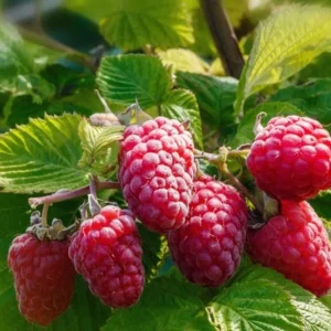 Caroline Raspberry Live Plant - Everbearing Red Raspberry for Garden - 3-6" Tall - Image 2