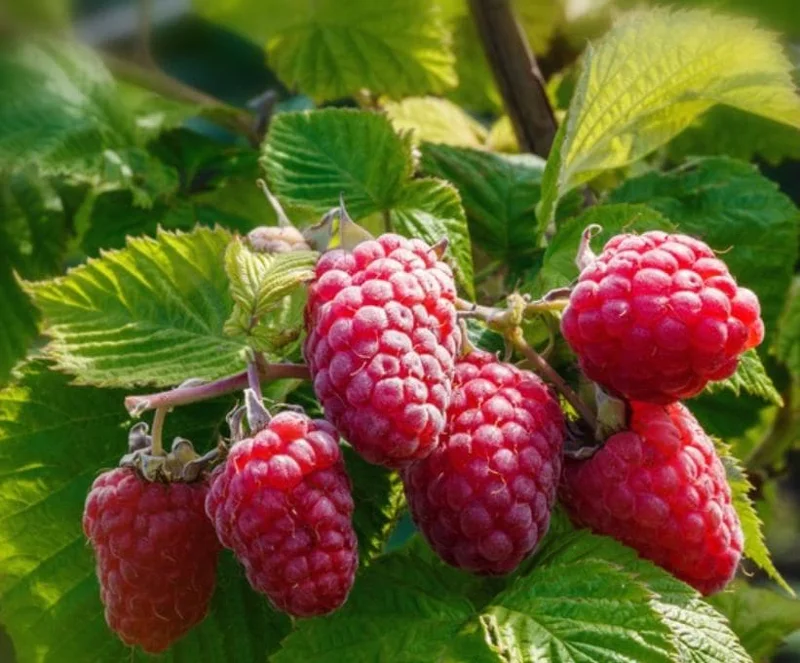 Caroline Raspberry Live Plant - Everbearing Red Raspberry for Garden - 3-6" Tall - Image 2