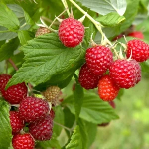 Caroline Raspberry Live Plant - Everbearing Red Raspberry for Garden - 3-6