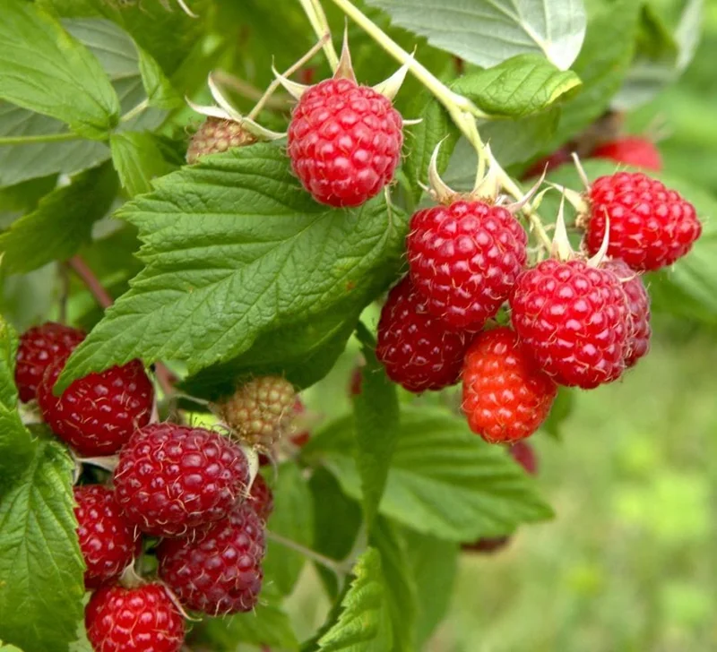 Caroline Raspberry Live Plant - Everbearing Red Raspberry for Garden - 3-6" Tall - Image 3