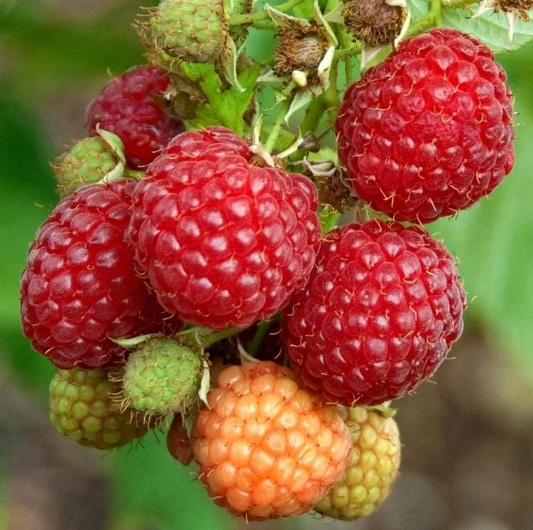 Caroline Raspberry Live Plant - Everbearing Red Raspberry for Garden - 3-6" Tall - Image 4