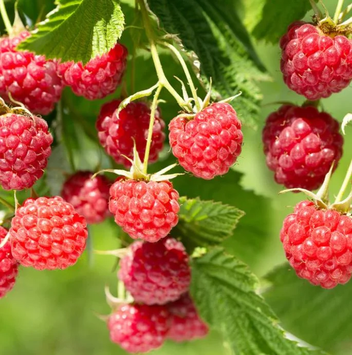 Caroline Raspberry Live Plant - Everbearing Red Raspberry for Garden - 3-6" Tall - Image 1