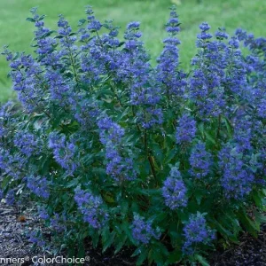 Caryopteris Beyond Midnight Live Plant - Bluebeard, 6-8 Inch Starter, Outdoor Shrub - Image 1