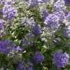 Caryopteris Grand Bleu Bluebeard Live Plant – Starter Plant 3-4 Inch – Outdoor Shrub - Image 1