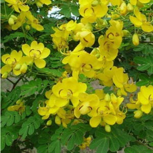 Cassia Butterfly Bush Live Plant - Senna bicapsularis - 2-Pack, 4-6 Inch Starter Plants, Fast Growing Yellow Flowers, Attracts Butterflies, Zones 8-11 - Image 2