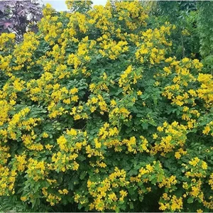 Cassia Butterfly Bush Live Plant - Senna bicapsularis - 2-Pack, 4-6 Inch Starter Plants, Fast Growing Yellow Flowers, Attracts Butterflies, Zones 8-11 - Image 3