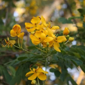 Cassia Butterfly Bush Live Plant - Senna bicapsularis - 2-Pack, 4-6 Inch Starter Plants, Fast Growing Yellow Flowers, Attracts Butterflies, Zones 8-11 - Image 5